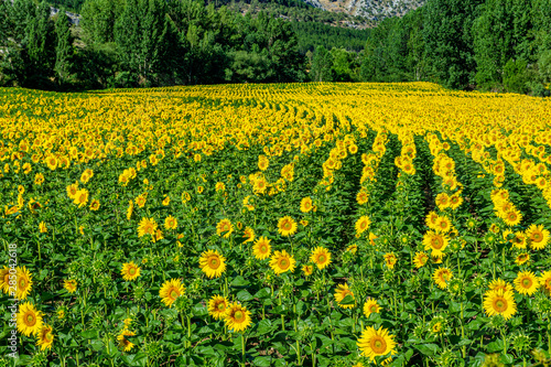 Sunflower Field, Spain