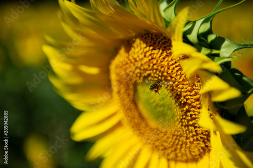 Sunflower Field  Spain