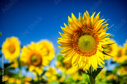 Sunflower Field  Spain