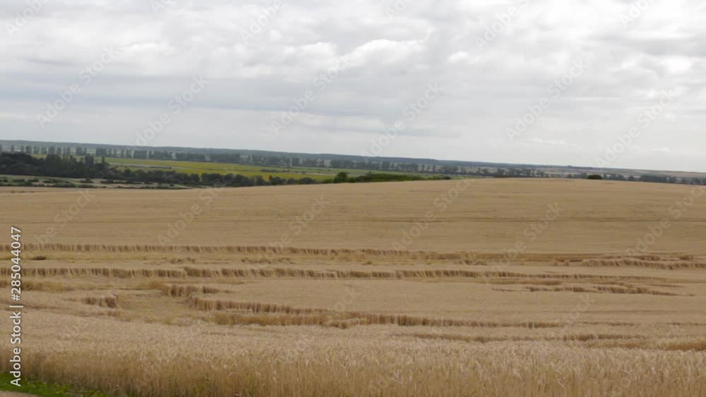 spikelets of wheat lie in the field,agriculture has suffered damage on the wheat field, the wheat ears lie in the field after the thunderstorm spikelets of wheat lie in the field,agriculture has suffered damage on the wheat field, the wheat ears lie in the field after the thunderstorm