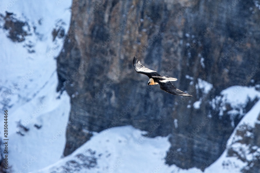 Bearded vulture (gypaetus barbatus) flying in front of swiss alps scenery. outstretched wings, Winter mountains scenery. Rare reintroduced wild bird, Mountain covered by snow, Switzerland
