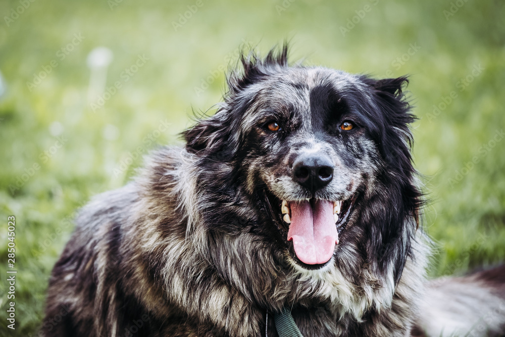 Fototapeta premium Portrait d'un joli chien de berger