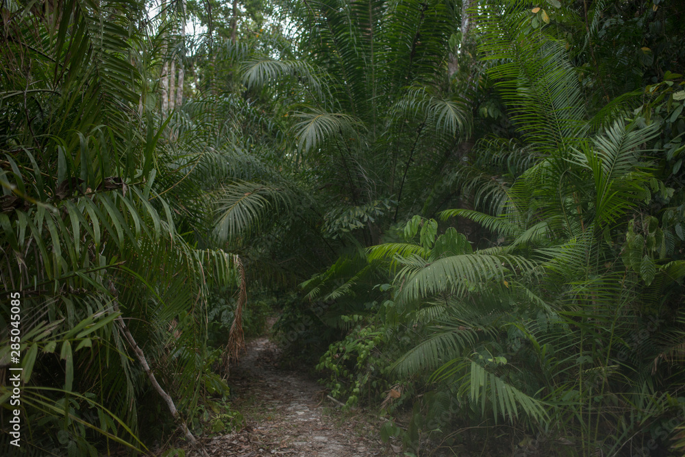 Palm Forets Palm Forets