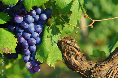 Grappe de raisin noir sur un pied de vigne, entourée de feuilles vertes