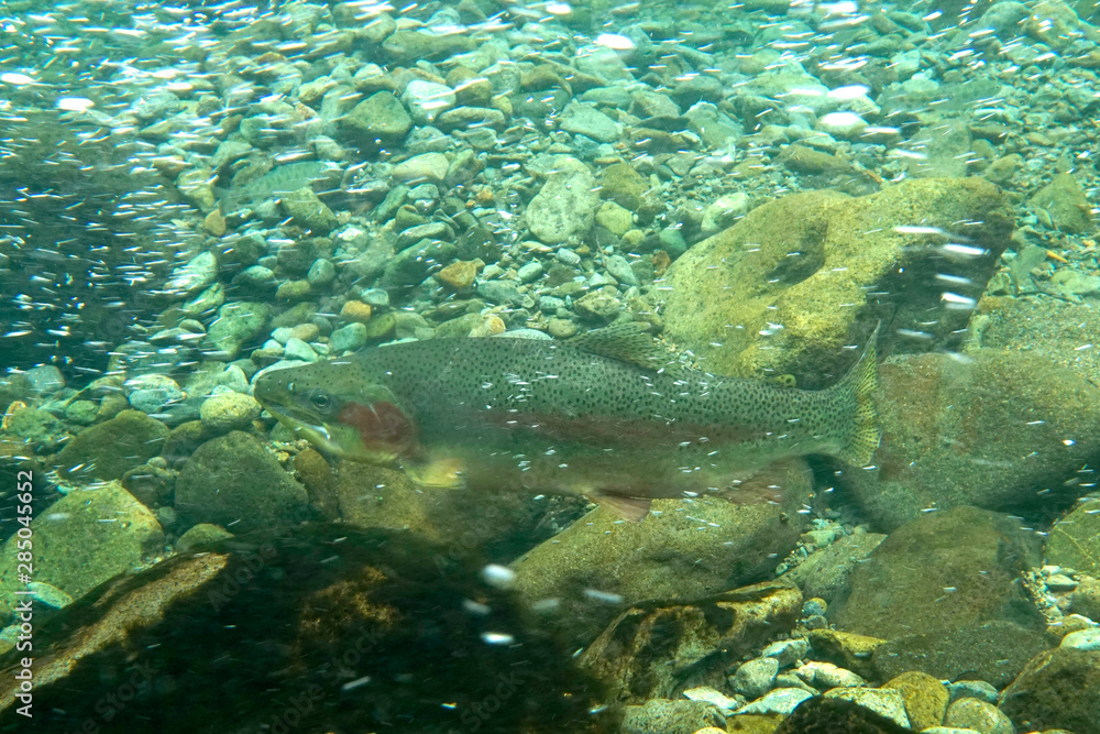 Fototapeta premium ニジマス