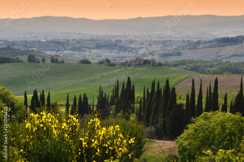 Typical tuscany landscape near Siena with green rolling hills  cypress trees and yellow broom flowers on foreground. Italy