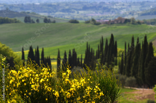 Typical tuscany landscape near Siena with green rolling hills, cypress trees and yellow broom flowers on foreground. Italy