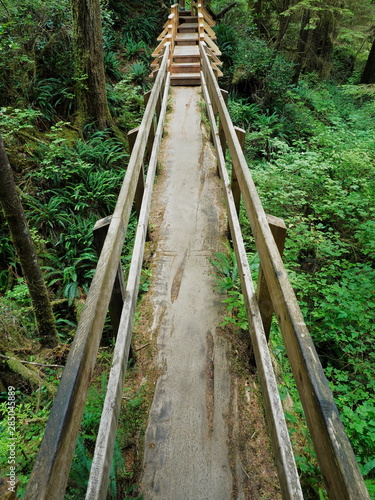 Early morning on a boardwalk trail through the temperate rainforest in Pacific Rim National Park, Vancouver Island, British Columbia, Canada