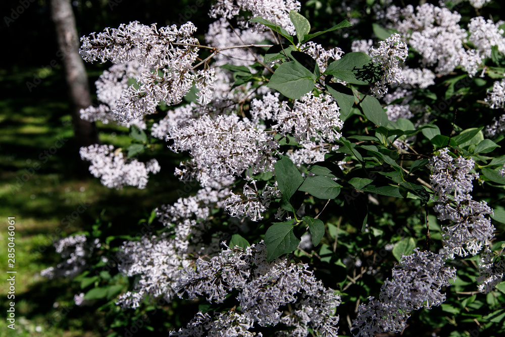 Blossoming branch of a white lilac close-up Blossoming branch of a white lilac close-up