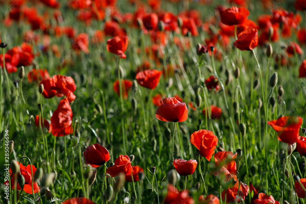 Obraz premium zamknąć czerwonych kwiatów maku w polu