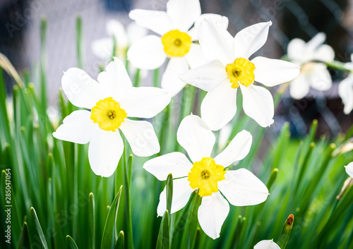 Beautiful white and yellow daffodils in garden photo