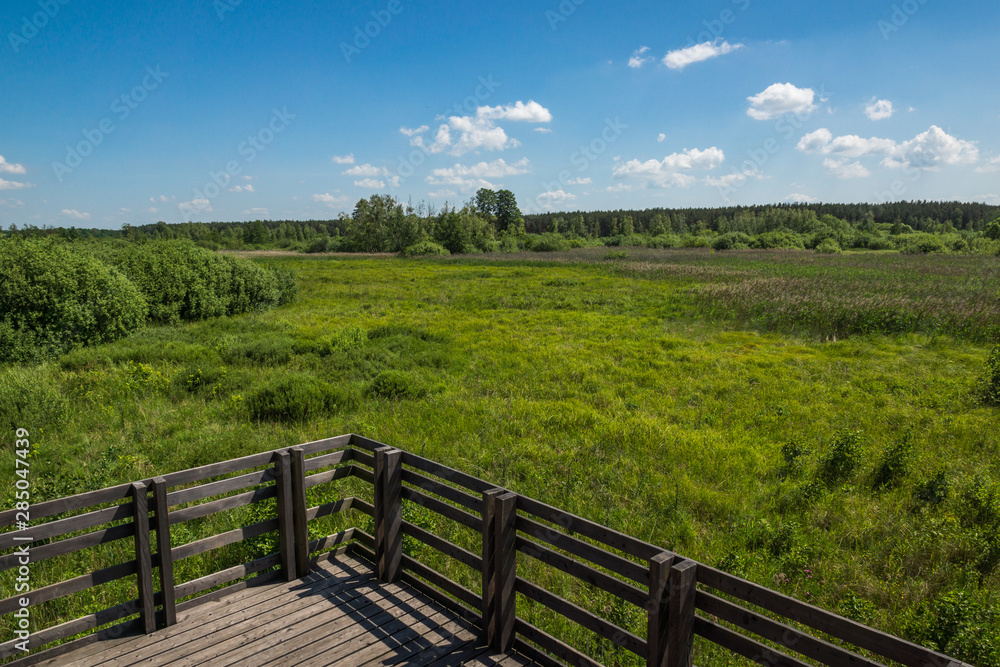 Kampinoski National Park at sunny day in Granica, Poland