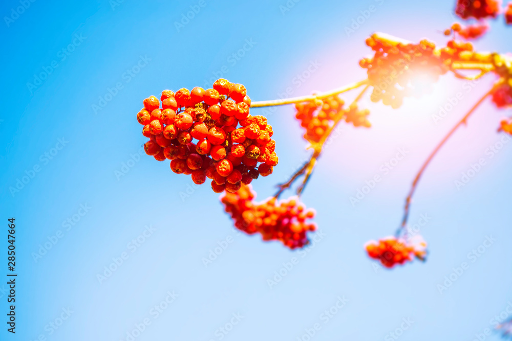 Rowan berries, Sorbus aucuparia, tree mountain ash. Rowan berries, Sorbus aucuparia, tree mountain ash.