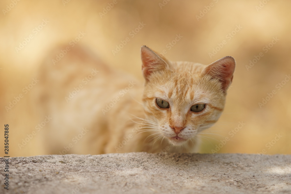 smooth-haired striped red cat portrait, for the first time sees his kittens