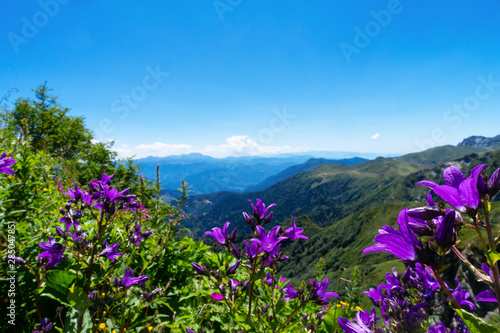 belli fiori campanelli viola in montagna alpi
