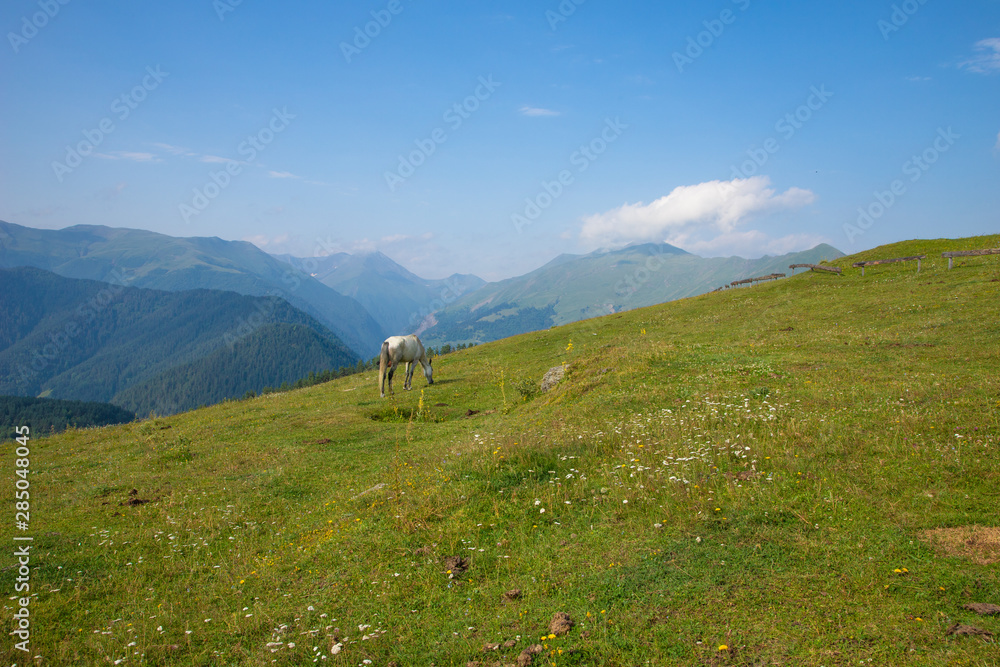 White horse grazing on the green Alpine meadows high in the mountains, the environment, farming concept