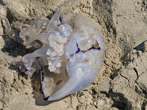 Barrel Jellyfish washed up on sandy beach. Rhizostoma pulmo. photo