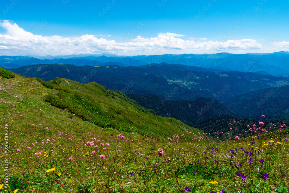 campo di fiori in montagna