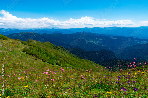 Fototapeta Naklejka Na Ścianę i Meble -  campo di fiori in montagna
