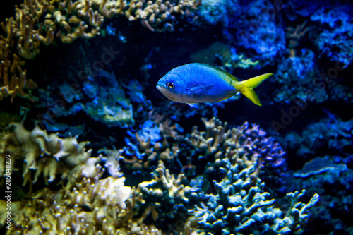Bright sea blue fish on coral background.