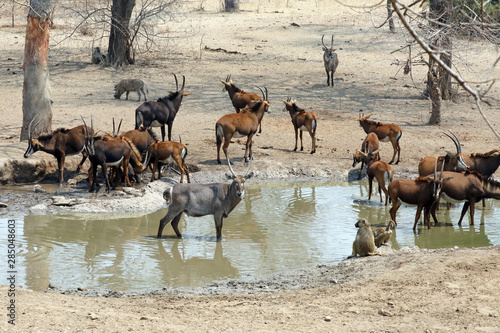 mixed antelope herd at waterhole in dry season