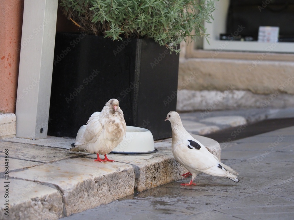 Taube erfrischt sich in einem Wassernapf für Hunde, Corfu, Corfu-Stadt, Griechenland Taube erfrischt sich in einem Wassernapf für Hunde, Corfu, Corfu-Stadt, Griechenland