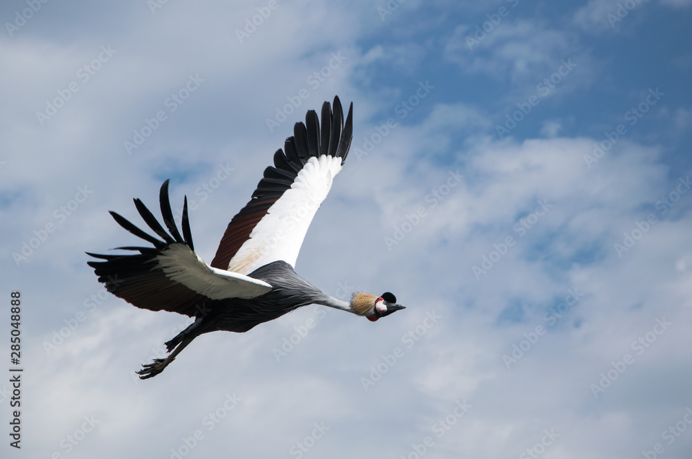 Obraz premium le plus grand oiseau tropical avec une crête
