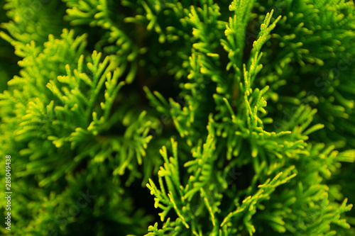 texture background green branches of conifer closeup