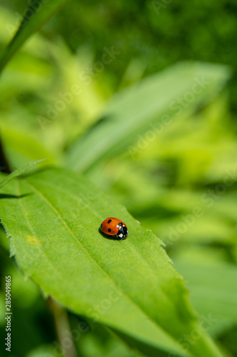 Single tiny ladybug siting on a leaf