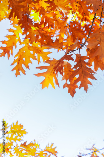 fall maple leaves