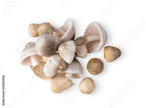 straw mushroom isolated on white background. top view