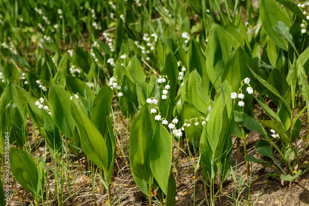 may-lily in the green field blooming in spring may-lily in the green field blooming in spring