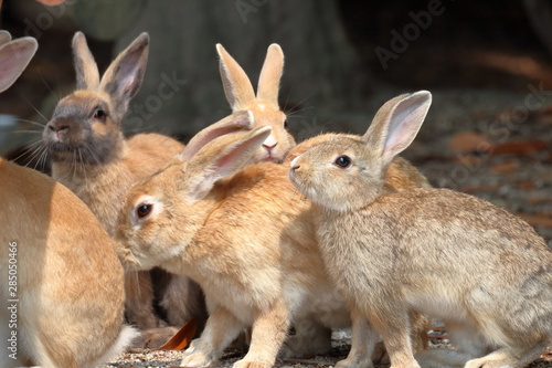 ウサギ島の兎たち（大久野島） © mitumal 