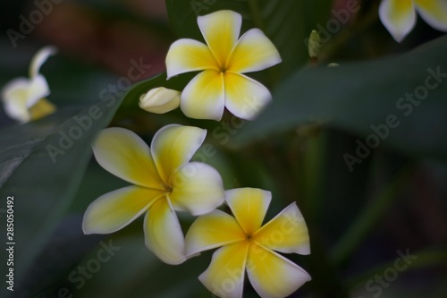 frangipani tropical flower