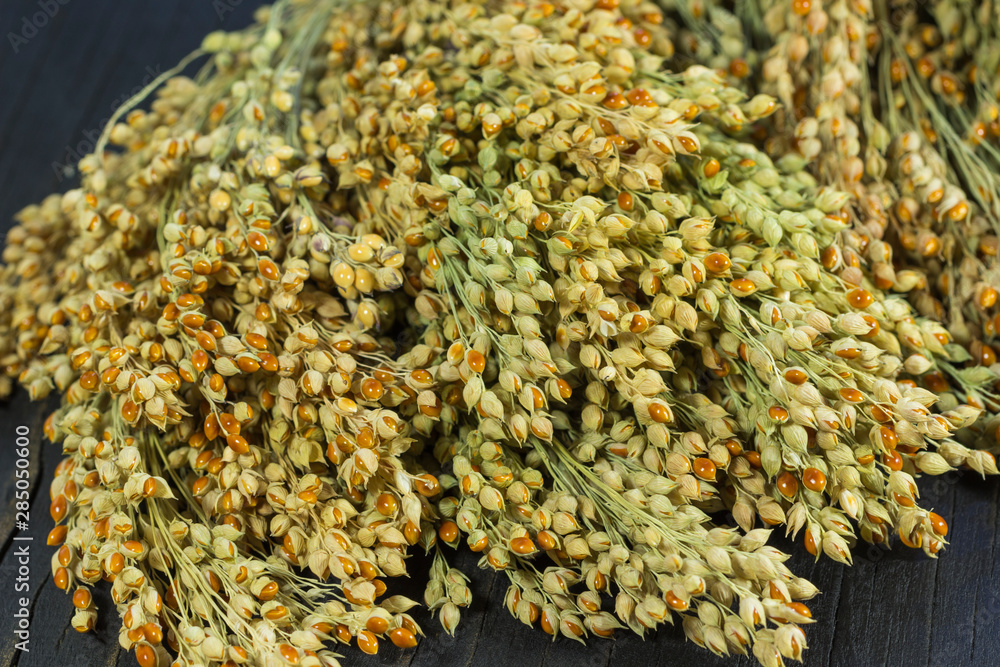 Sprigs of red millet close-up on a black background Sprigs of red millet close-up on a black background