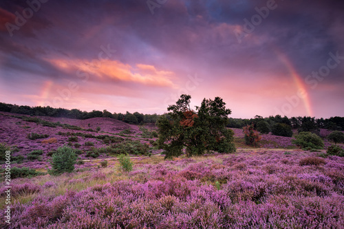 big rainbow over purple heather flower hills at sunset