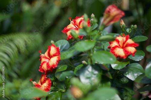 red flowers in garden