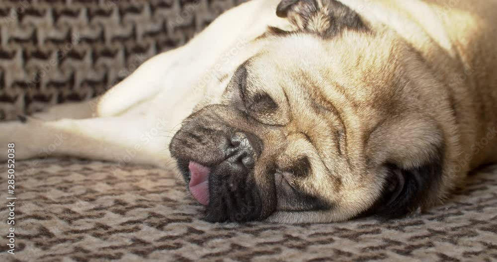 Cute lazy pug dog sleeping, basking in the sun, enjoys. Laziness concept Cute lazy pug dog sleeping, basking in the sun, enjoys. Laziness concept