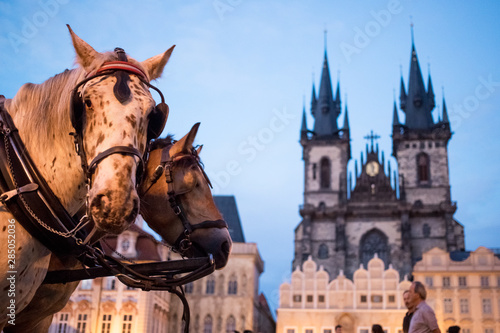 Horse carriage in front of Church of Mother of God before Tyn, Church of Our Lady before Tyn. Old Town Square with gothic church.