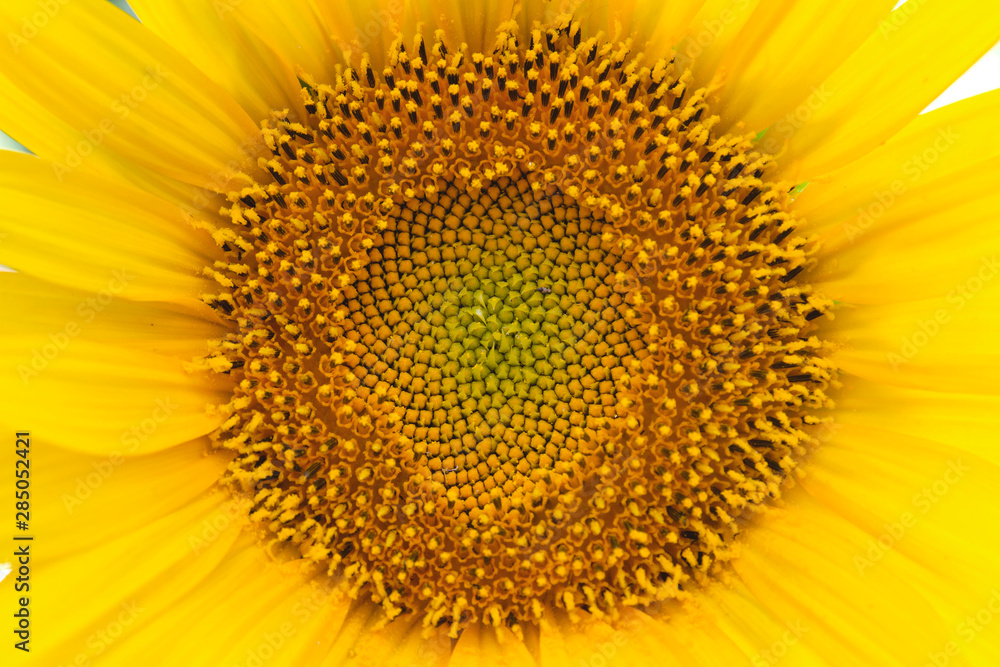 Detail of sunflower disk with sacred geometry pattern