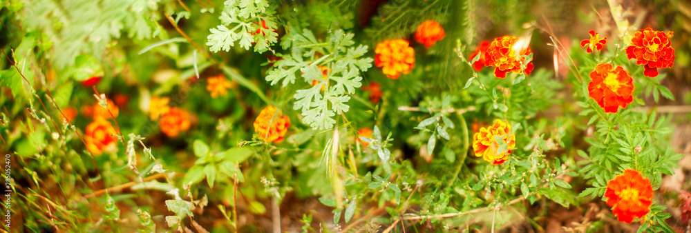  panorama of red marigold flowers