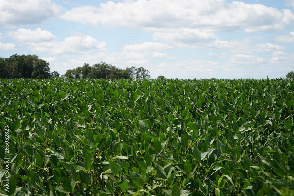 Soybean field background, selective focus