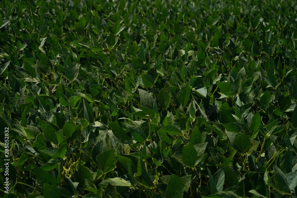 Soybean field background, selective focus Soybean field background, selective focus