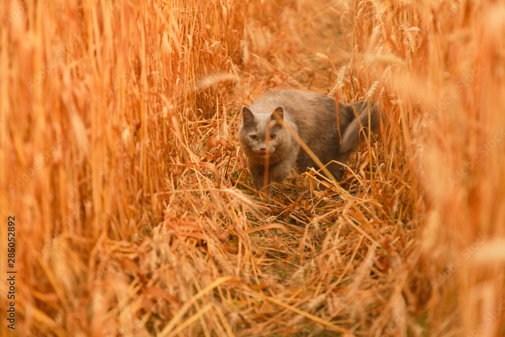 cat walks in golden wheat field and enjoy summer cat walks in golden wheat field and enjoy summer