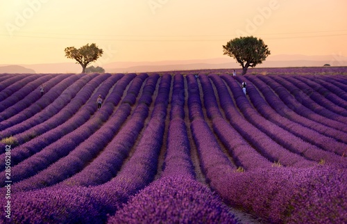 Tramonto sugli splendidi lavandeti provenzali. Plateau de Valensole, Francia.