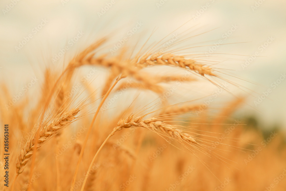Wheat field with Ears of golden wheat. Rural Scenery under Shining Sunlight. Background of ripening ears of wheat field. Rich harvest Concept. Wheat field with Ears of golden wheat. Rural Scenery under Shining Sunlight. Background of ripening ears of wheat field. Rich harvest Concept.