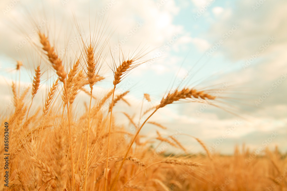 Wheat field with Ears of golden wheat. Rural Scenery under Shining Sunlight. Background of ripening ears of wheat field. Rich harvest Concept. - obrazy, fototapety, plakaty 