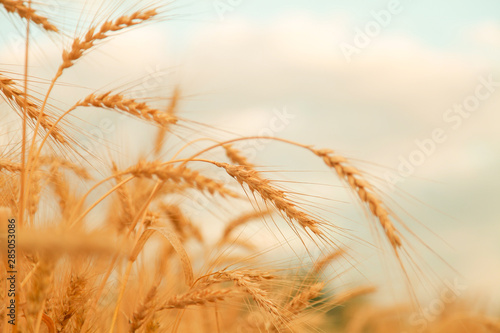 Wheat field with Ears of golden wheat. Rural Scenery under Shining Sunlight. Background of ripening ears of wheat field. Rich harvest Concept.