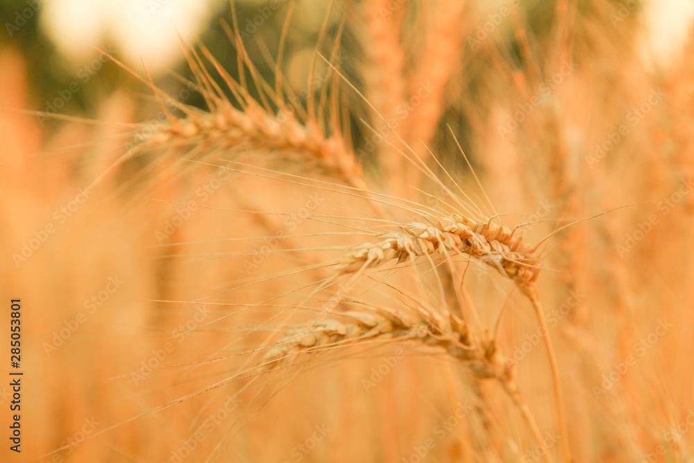Wheat field with Ears of golden wheat. Rural Scenery under Shining Sunlight. Background of ripening ears of wheat field. Rich harvest Concept. Wheat field with Ears of golden wheat. Rural Scenery under Shining Sunlight. Background of ripening ears of wheat field. Rich harvest Concept.
