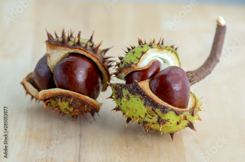 Group of fresh autumnal chestnuts on wooden table, spiny nuts isolated od brown background